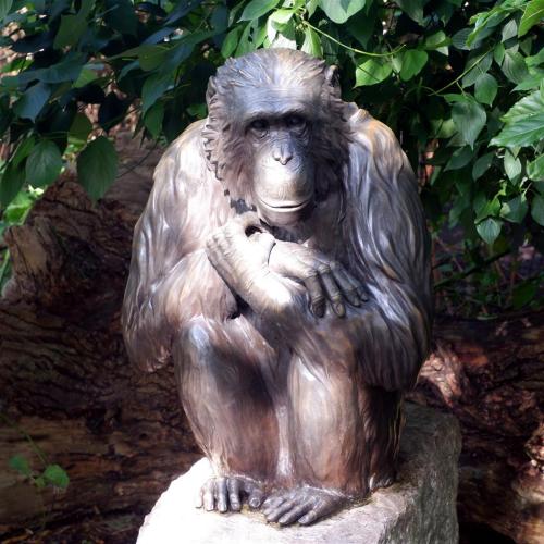 Bronze Sculpture - Boris the Chimpanzee.Snapped at Chester Zoo where Boris who featured in several T