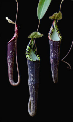 phytophiliac:  Nepenthes spectabilis North