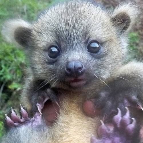 Meet the olinguito, Bassaricyon neblina, the newest and smallest documented member of the family Pro