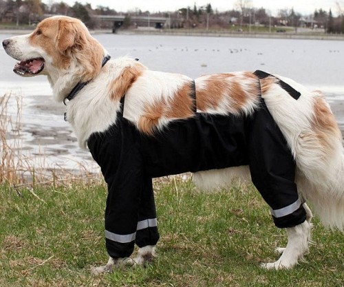 awesomestuffyoucanbuyblog:  Dog Pants Price: ๅ.00 Source: Muddymutts More at http://awesomestuffyoucanbuy.com 
