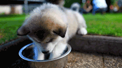 youre-the-kitties-titties:  holy shit its adorable.