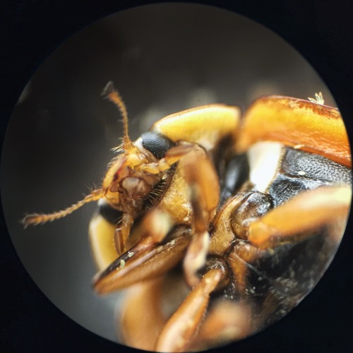 A ladybug, up close.