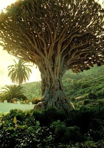 The Ancient Dragon Tree Of Icod De Los Vinos, Tenerife, Spain