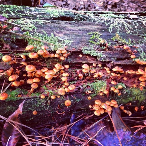 breadndbutterflies:  #mushroomspotting #groovy_shrooms #mushrooms #mycology #fungus #moss #texture #