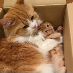 cutencats:  😻 Source: http://ift.tt/2l5F8aY