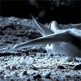 cvssian: Planet Earth II: Desert Long-Eared Bat vs Deathstalker Scorpion