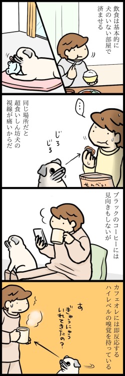 nyantria: onibi-onibi: 【パグ犬のいる家】めーとの生活（12）「触れるものみな傷つけた」 | CHINTAI情報局 ウチの猫も同じだよ…(;´д｀)