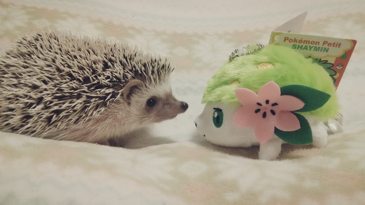 readinghedgehog:  プスケのなきごえ！効果は今一つ。。。 シエイミのメロメロ！効果はバツグン！