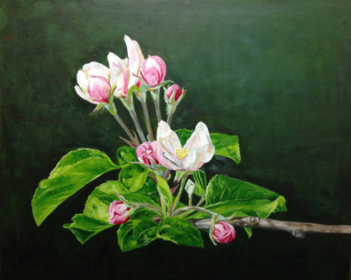 Título: “Flor del manzano”Acrílico sobre lienzo. 50x61 cm / 12F Serie: De la naturaleza Tumblr | Fac