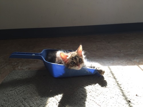 lord-kitschener:pizza-queen-official:Frank appreciation postI appreciate him