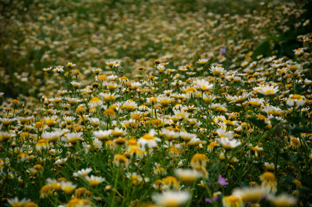 pedromgabriel:  - Mer de marguerites -  By Pedro Gabriel 