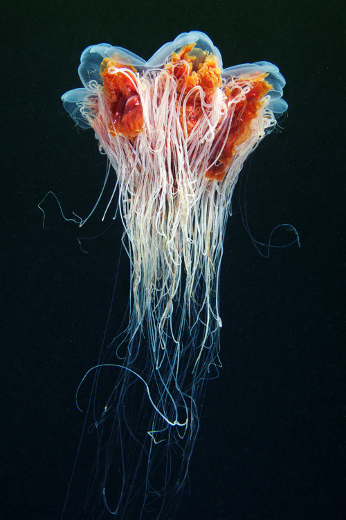 geometrymatters:  Jellyfish Space  Jellyfishes are completely extraterrestrial beings. Graceful, dangerous, beautiful. They hover in the water slowly waving their dome and spreading long tentacles in huge volume. © Alexander Semonov http://clione.ru/