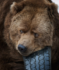 wistfulbear:  captainbearcubtom:  Bloody gorgeous picture of a bear  Nice 