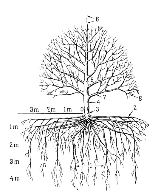 “Main parts of a fruit tree.” The Root System Of Fruit Plants. 1971. Internet Archive