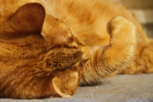 mischiefandmay: Paw studies