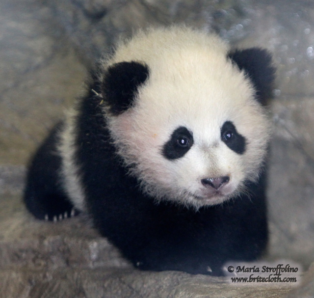 giantpandaphotos:  Bao Bao at the National Zoo in Washington D.C. on January 14,