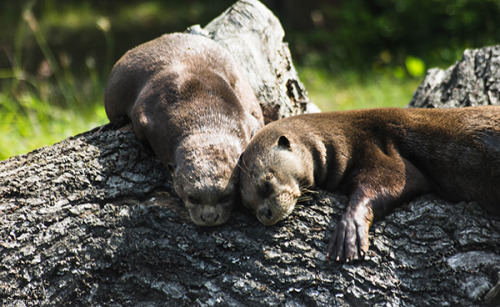 little-scribblers-heart: ainawgsd: Sunbathing Otters @ricca-raccoon