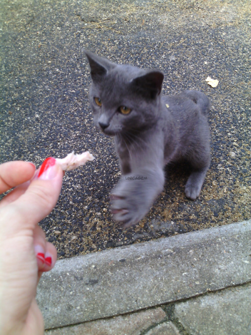 unicagem:Kittens and a super cute pregnant cat! ;u; 