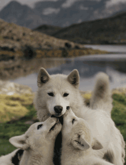 puregag:Beautiful gif of a wolf and her pupsAhhhhh too cuuuuuute &lt;3