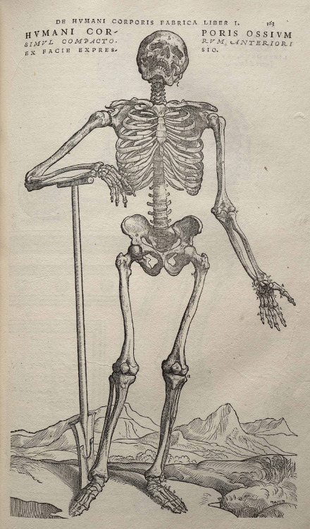 De humani corporis fabrica (1543 / Engraving) - Andreas Vesalius