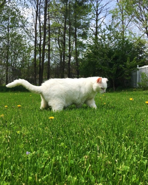 anzalea:They call her Chunky Cat