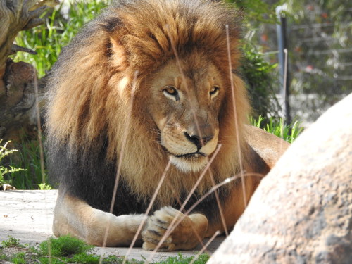 Lion’s are so nice to photograph