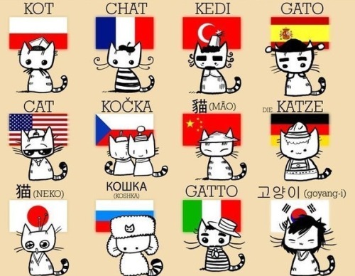 1los:  Cat 