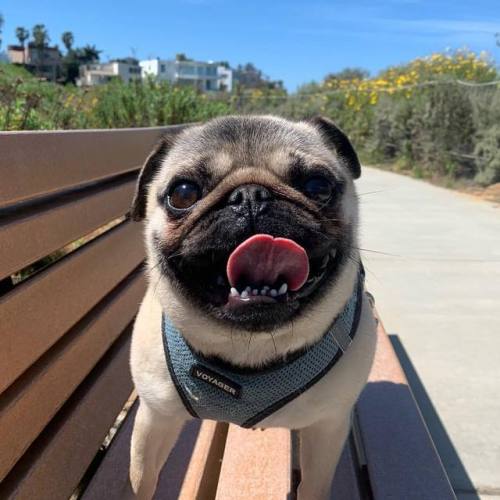 Sun’s out, tongue’s out. . #pug #pupper #doge #dogsmile #pugs #puglife #puppy #puppies #dogs #dog #c