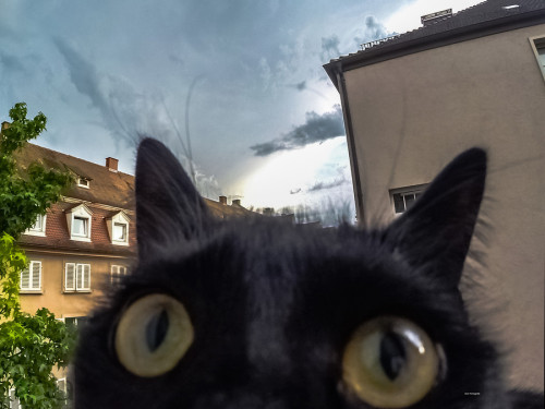rokuthecat:  zoey Failpic by DnA_Photografix Popular Tags,black,cat,fail,fun,funny,gopro,hero3+,jff,thunder 