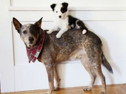 awwww-cute:  Brought a new puppy home and was worried our dog (Stack on Jack) wouldn’t like her 