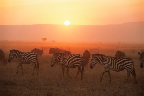 soleilglow:  Masai Mara National Reserve, Kenya // Photography by James Warwick