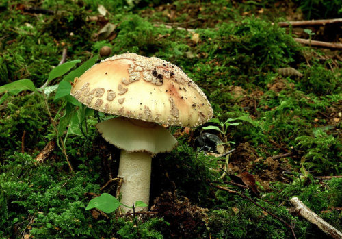 Fungus of the woodland floor - A big, beautiful, Blusher“Amanita rubescens” by favmark1 