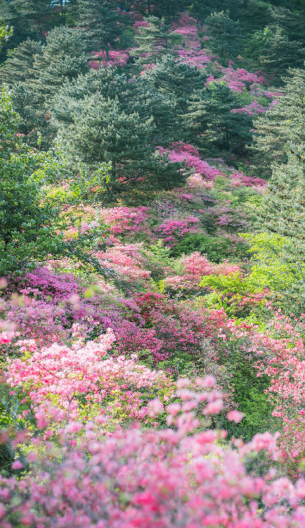 fuckyeahchinesegarden:azalea on guifeng mountain, hubei province. photo by 莳录