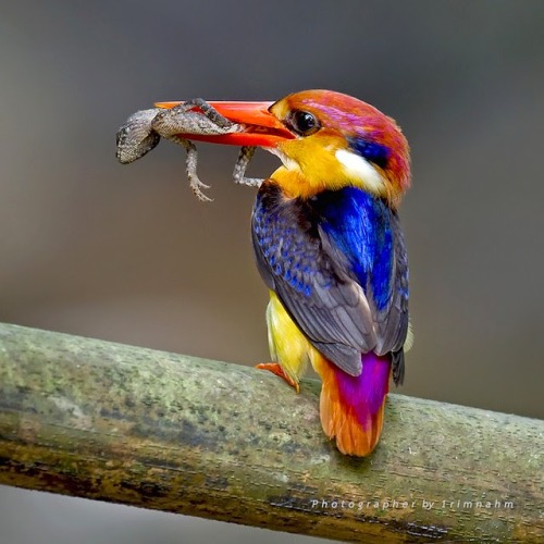 callstheadventurescience:for-science-sake:The Oriental Dwarf Kingfisher (Ceyx erithaca) is a shy, ra