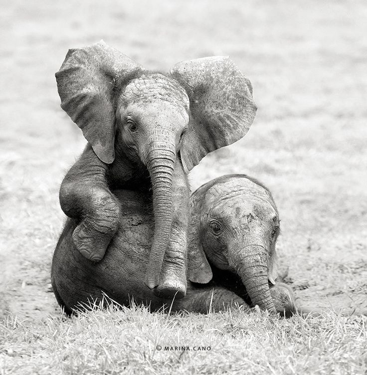 beautymothernature:  animal-wildlife-phot mother nature moments