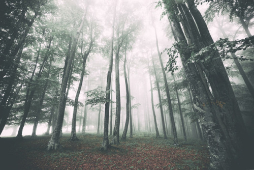 drxgonfly: Untitled and Misty Forest (by Szabo Ervin-Edward) Photographer’s Instagram