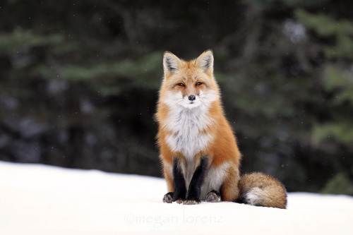 wolverxne:Fantastic Foxes, Photos by:Francisco MingoranceRemo Savisaardailymail.co.ukMegan Lorenz 4 