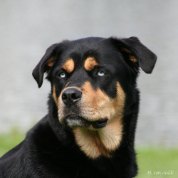 simply-canine:  rottweiler - husky mix (by