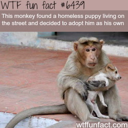 wtf-fun-factss:  Monkey adopts a puppy -