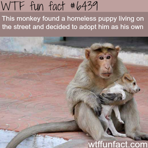 wtf-fun-factss:  Monkey adopts a puppy - adult photos