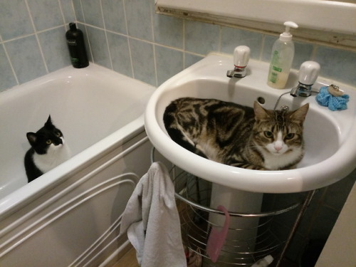 haircutandbeard:My neighbour’s cat decided to settle in my bathroom sink, Tiberius not amused.