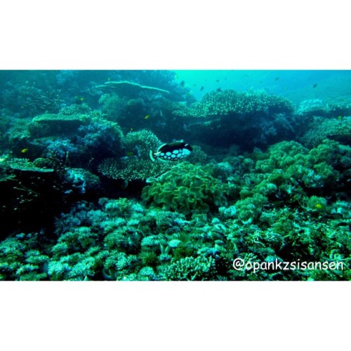 Sea garden#shotgun #labuanbajo #cndive #komodo #flores #ntt #indonesia #scubadive #diving #underwa