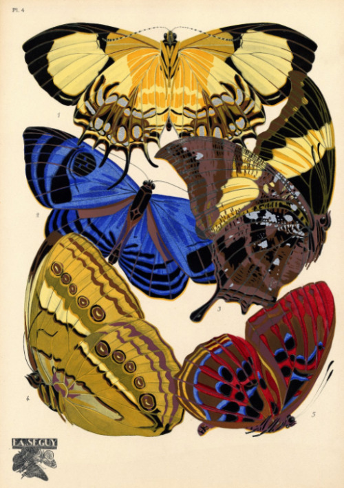 E. A. Seguy, Insectes, 1920s. Pochoir print, France. Insectes &amp; Papillons online via NCSU Librar