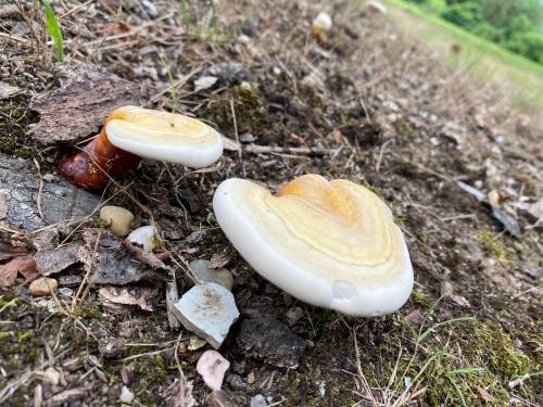 Ganoderma curtisii