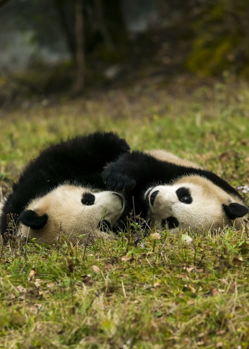 giantpandaphotos:  © Marlboro Soh.
