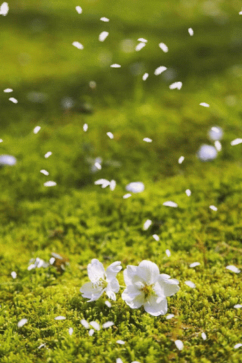 FLOWER POWER