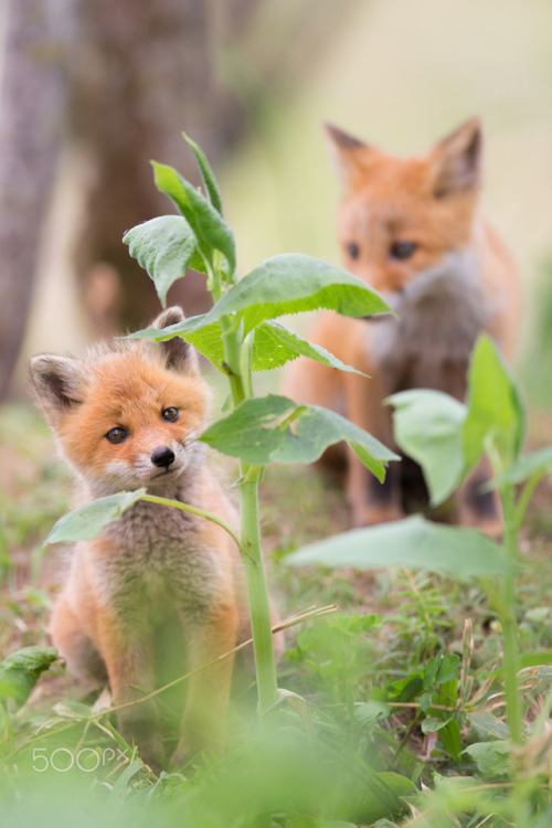 foxpost-generator: baby foxes are so cute before they have brains two neurons operating at max capac