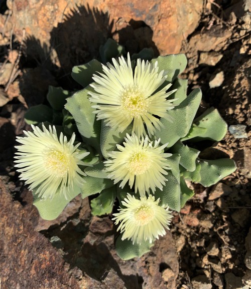Odontophorus nanusOdontophorus is a small genus in the Aizoaceae, or Ice Plant Family, and it is amo