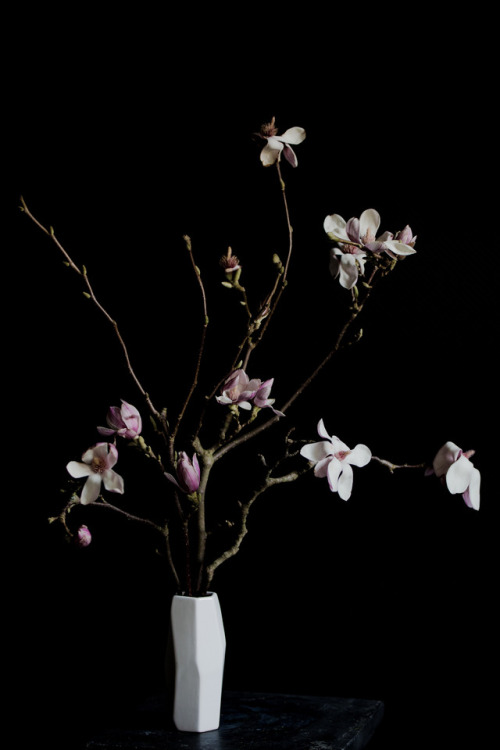 Blooming Magnolia©Botanic Art