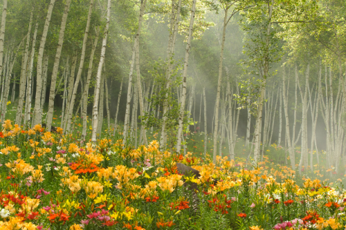 tulipnight:Nagano Sunrise by Gideon Davidson